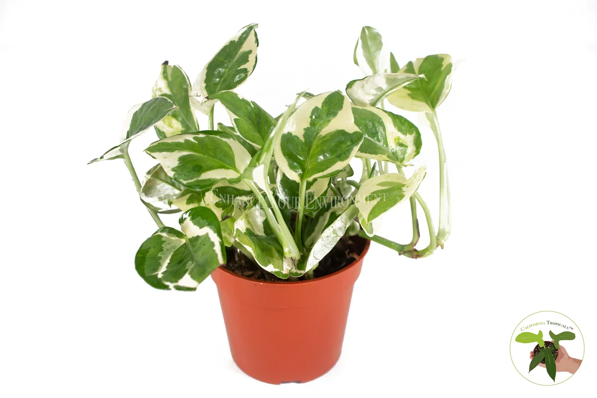 Pothos N'Joy Live Plant – 4 Inch Potted Houseplant – Indoor Greenery - Image 1