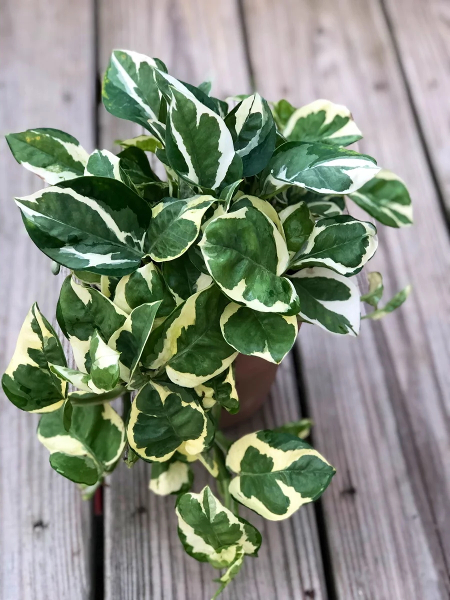 Pothos Njoy Live Plant 4" Pot - White Variegated Indoor Vine Houseplant - Image 2