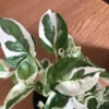 Pothos Pearls and Jade Live Plant - Starter Houseplant, Indoor Variegated - Image 1