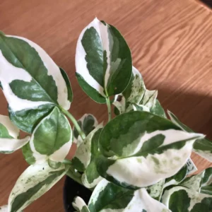 Pothos Pearls and Jade Live Plant - Starter Houseplant, Indoor Variegated - Image 1
