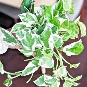 Pothos Pearls and Jade Seeds - 10 Seeds - Variegated Devil's Ivy Indoor House Plant - Image 2