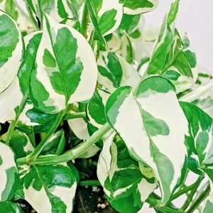 Pothos Pearls and Jade Seeds - 10 Seeds - Variegated Devil's Ivy Indoor House Plant - Image 1