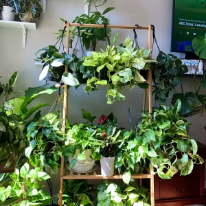 Pothos & Philodendron Cuttings Mix - 12 Unrooted Nodal Cuttings for Propagation - Golden, Silver Satin, N'Joy Pothos, Heartleaf Philodendron - Image 2