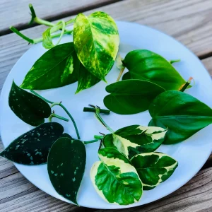 Pothos & Philodendron Cuttings Mix - 12 Unrooted Single Node Live Plant Cuttings - Image 1