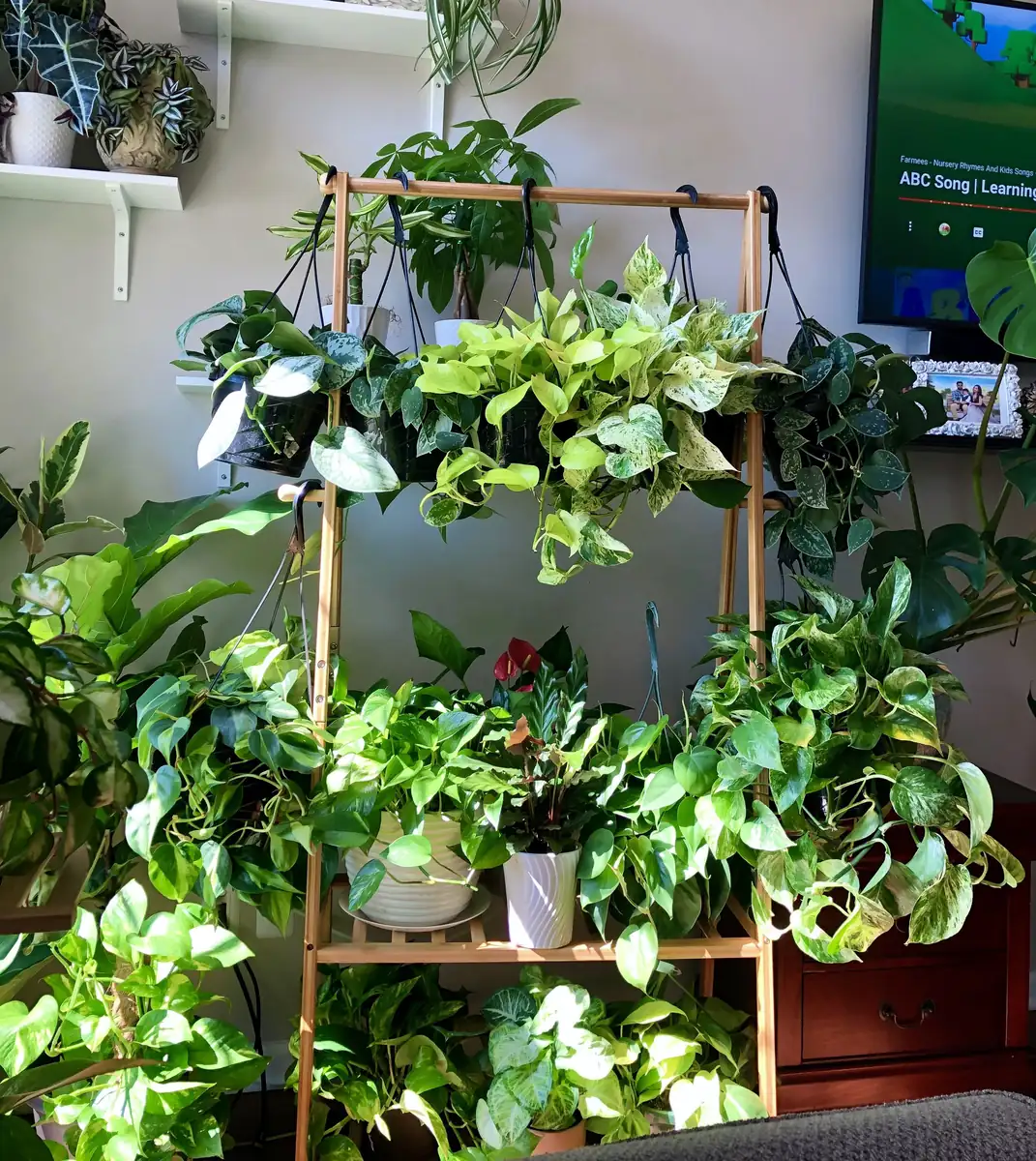 Pothos & Philodendron Cuttings Mix - 12 Unrooted Single Node Cuttings Set for Indoor Plants - Image 2