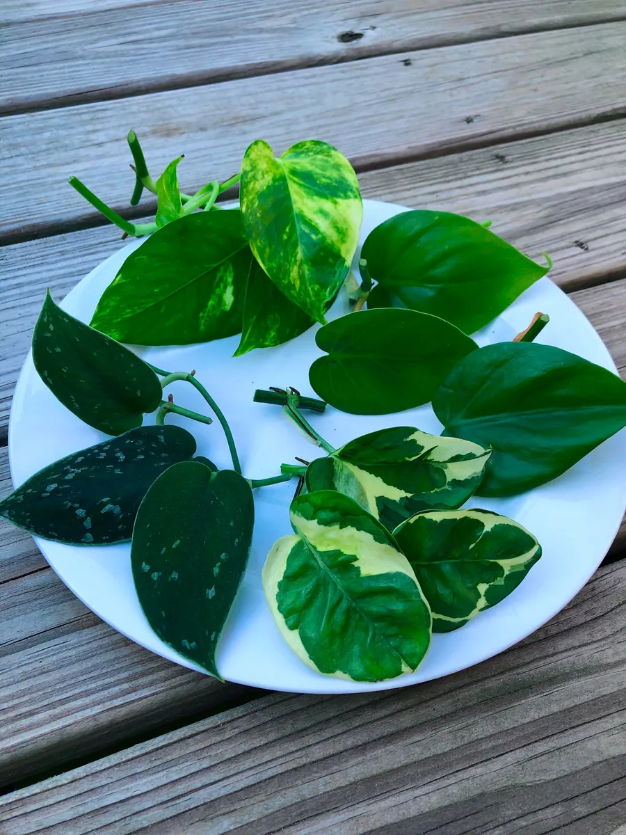 Pothos & Philodendron Cuttings Mix - 12 Unrooted Single Node Cuttings Set for Indoor Plants - Image 3