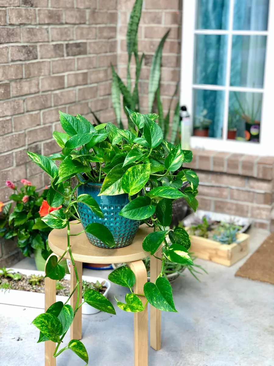 Pothos & Philodendron Cuttings Mix - 12 Unrooted Single Node Cuttings Set for Indoor Plants - Image 6