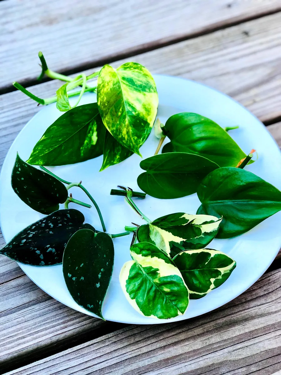 Pothos & Philodendron Cuttings Mix - 12 Unrooted Single Node Cuttings Set for Indoor Plants - Image 1