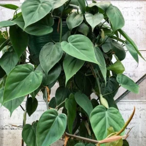 Pothos & Philodendron Cuttings Mix - Unrooted Live Plant, Pick Your Own - Image 1