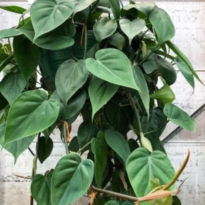 Pothos & Philodendron Cuttings Mix - Unrooted Live Plant, Pick Your Own - Image 2