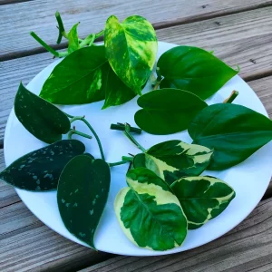 Pothos & Philodendron Cuttings Mix - Unrooted Live Plants, Marble, Njoy, Neon - Image 3