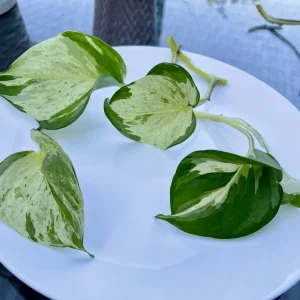 Pothos & Philodendron Cuttings Mix - Unrooted Live Plants, Marble, Njoy, Neon - Image 6