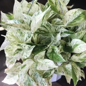 Pothos & Philodendron Cuttings Mix - Unrooted Live Plants, Marble, Njoy, Neon - Image 7