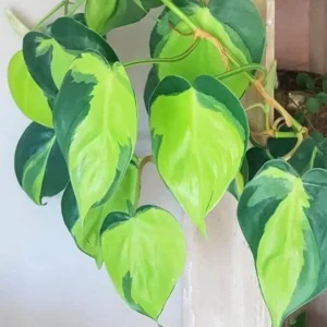 Pothos & Philodendron Cuttings Mix - Unrooted Live Plant, Pick Your Own - Image 9