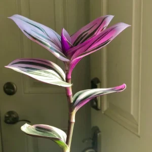 Pothos & Philodendron Cuttings Mix - Unrooted Single Node Live Plant - Image 10