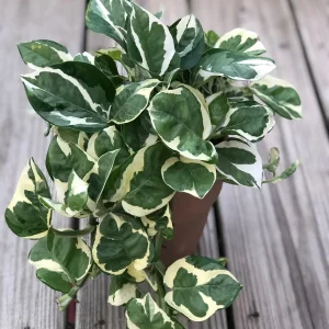 Pothos & Philodendron Cuttings Mix - Unrooted Single Node Live Plant - Image 4