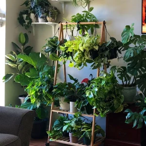 Pothos & Philodendron Cuttings Mix - Unrooted Single Node Live Plant - Image 6