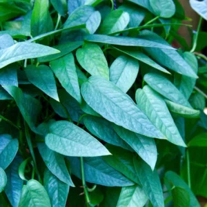 Pothos & Philodendron Cuttings Mix - Unrooted Single Node Live Plant - Image 9