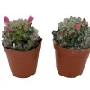Powder Puff Pincushion Cactus - Mammillaria bacosana Live Plant - 2 Pack in 2-inch Pots - Image 1