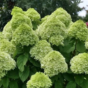 Powerball Panicle Hydrangea Live Plant – Hydrangea paniculata – 4