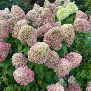 Powerball Panicle Hydrangea Live Plant – Hydrangea paniculata – 4