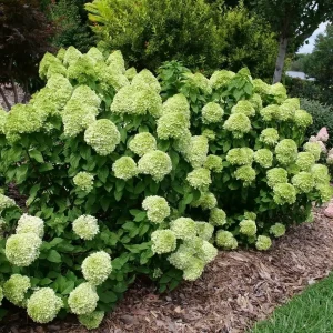 Powerball Panicle Hydrangea Live Plant – Hydrangea paniculata – 4