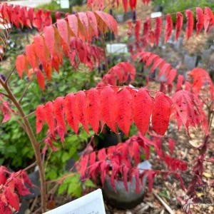 Prairie Flameleaf Sumac Tree - 2 Bare-root Plants - Rhus lanceolata - Image 3