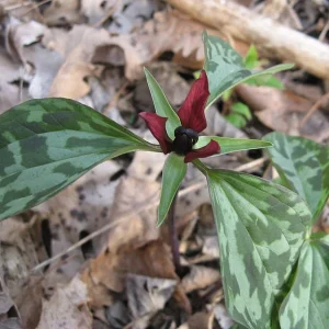 Prairie Trillium Bulbs - 40 Count - Woodland Perennial - Zones 4-9 - Image 1