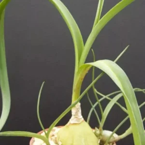 Pregnant Onion Seeds - Ornithogalum Caudatum Succulent - 15 Seeds Indoor/Outdoor - Image 3