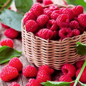 Prelude Raspberry Plants Bare Root Cane – 1-Year-Old, Early Red Variety, Dual Season Yields – Live Plant - Image 3