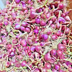 Premium Red Shallot Bulbs 16oz - Gourmet Flavor for Culinary Use - Outdoor - Image 2
