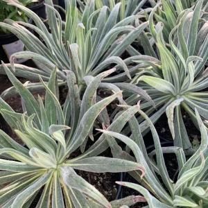 Pride of Madeira Live Plant - Echium candicans Starter, 4-6