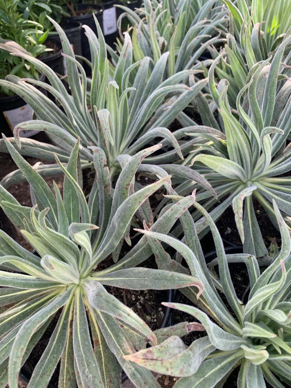 Pride of Madeira Live Plant - Echium candicans Starter, 4-6" Tall in 6" Pot, Outdoor Shrub - Image 2