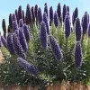 Pride of Madeira Live Plant - Echium candicans Starter, 4-6" Tall in 6" Pot, Outdoor Shrub - Image 1