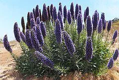 Pride of Madeira Live Plant - Echium candicans Starter, 4-6" Tall in 6" Pot, Outdoor Shrub - Image 1