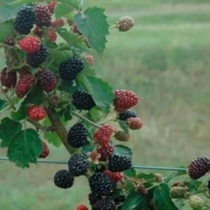 Prime-Ark Freedom Blackberry Live Plant – 1 foot tall – Ship in 6 inch pot - Image 1