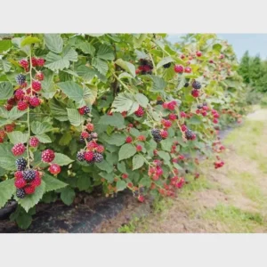 Prime Ark Horizon Blackberry Starter Plug - Everbearing Live Plant - Image 4