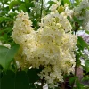 Primrose French Lilac - Yellow Syringa Live Plant - 4" Pot - Outdoor Shrub - Image 1
