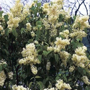 Primrose French Lilac - Yellow Syringa Live Plant - 4