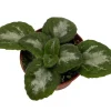 Primulina Asian Violet Live Plant – 2.5 inch Pot – Indoor Houseplant for Bright Indirect Light - Image 1