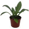 Primulina Asian Violet Live Plant – Blooming Houseplant – 2.5 inch Pot – Indoor - Image 1