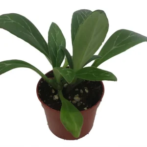 Primulina Asian Violet Live Plant – Blooming Houseplant – 2.5 inch Pot – Indoor - Image 2