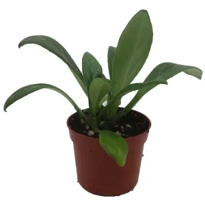 Primulina Asian Violet Live Plant – Blooming Houseplant – 2.5 inch Pot – Indoor - Image 1