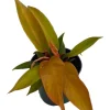 Prince of Orange Philodendron Live Plant - 4 inch Pot - Indoor Houseplant - Image 1