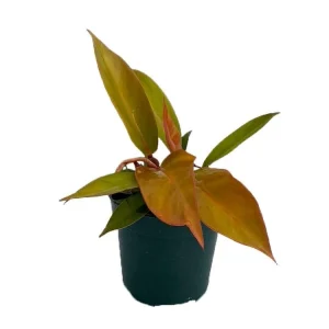 Prince of Orange Philodendron Live Plant - 4 inch Pot - Indoor Houseplant - Image 2