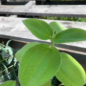 Princess Flower Live Plant - Exotic Deep-Purple Blooms, 1 ft Tall in 4