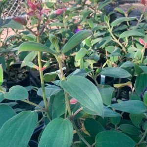 Princess Flower Tibouchina Urvilleana Live Plant – 1 ft Tall – 6 in Pot – Outdoor Shrub - Image 3
