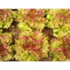 Prize Head Leaf Lettuce Seeds - 1000+ Organic Non-GMO Crisp Sweet Tender Seeds - Image 1