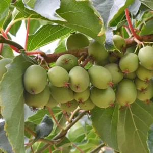 Prolific Kiwi Live Plant, Set of 2 Starter Plants, 4-6 inch Tall, Hardy Fruit Vine, Outdoor - Image 3
