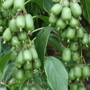 Prolific Kiwi Live Plant, Set of 2 Starter Plants, 4-6 inch Tall, Hardy Fruit Vine, Outdoor - Image 4